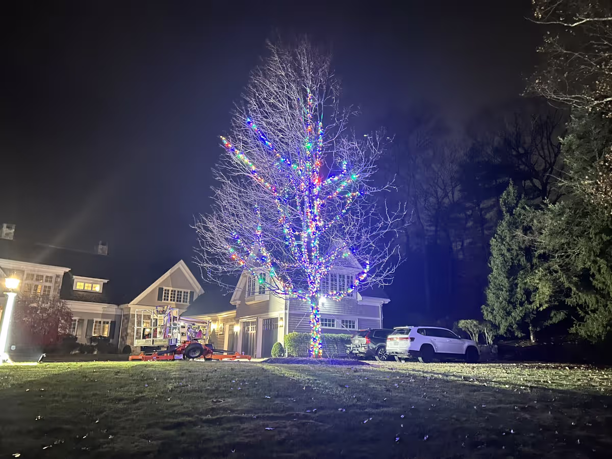 Trees holiday lights installation in New Hampshire