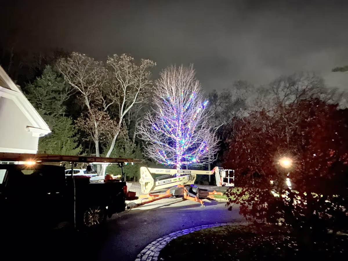 Trees holiday lights installation in New Hampshire