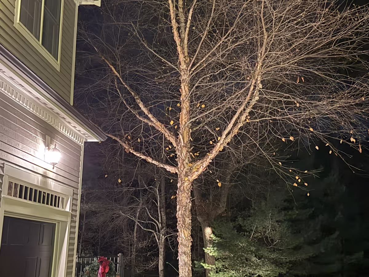 Trees holiday lights installation in New Hampshire
