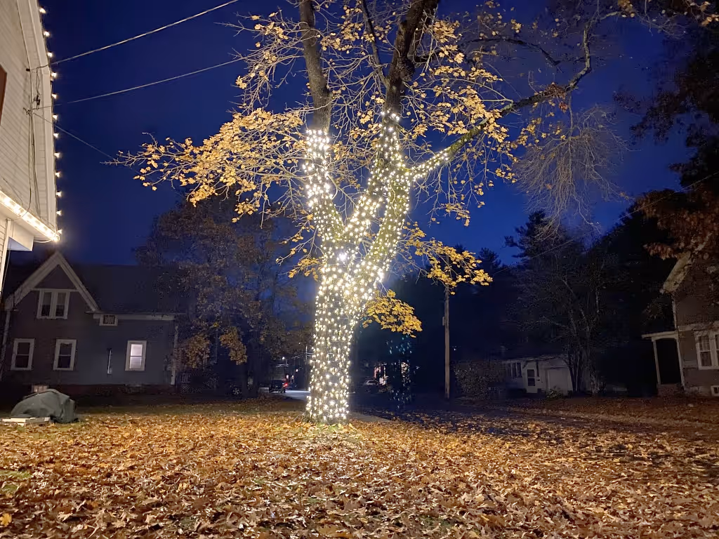 Trees holiday lights installation in New Hampshire