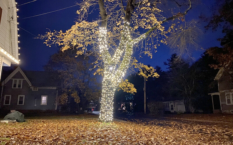 Tree Lighting